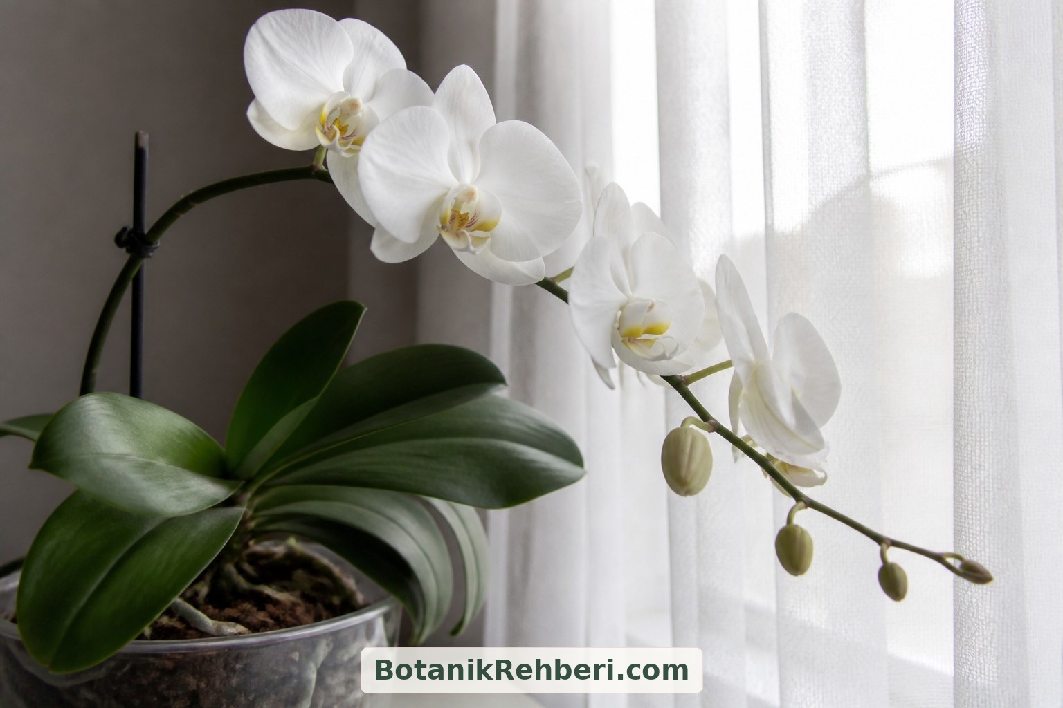 Phalaenopsis orkidesi için aydınlık, dolaylı ışık alan bir yer seçin. Tül perde güçlü güneşi yumuşatabilir; yaprakları sıcak veya soğuk cama dayamayın.