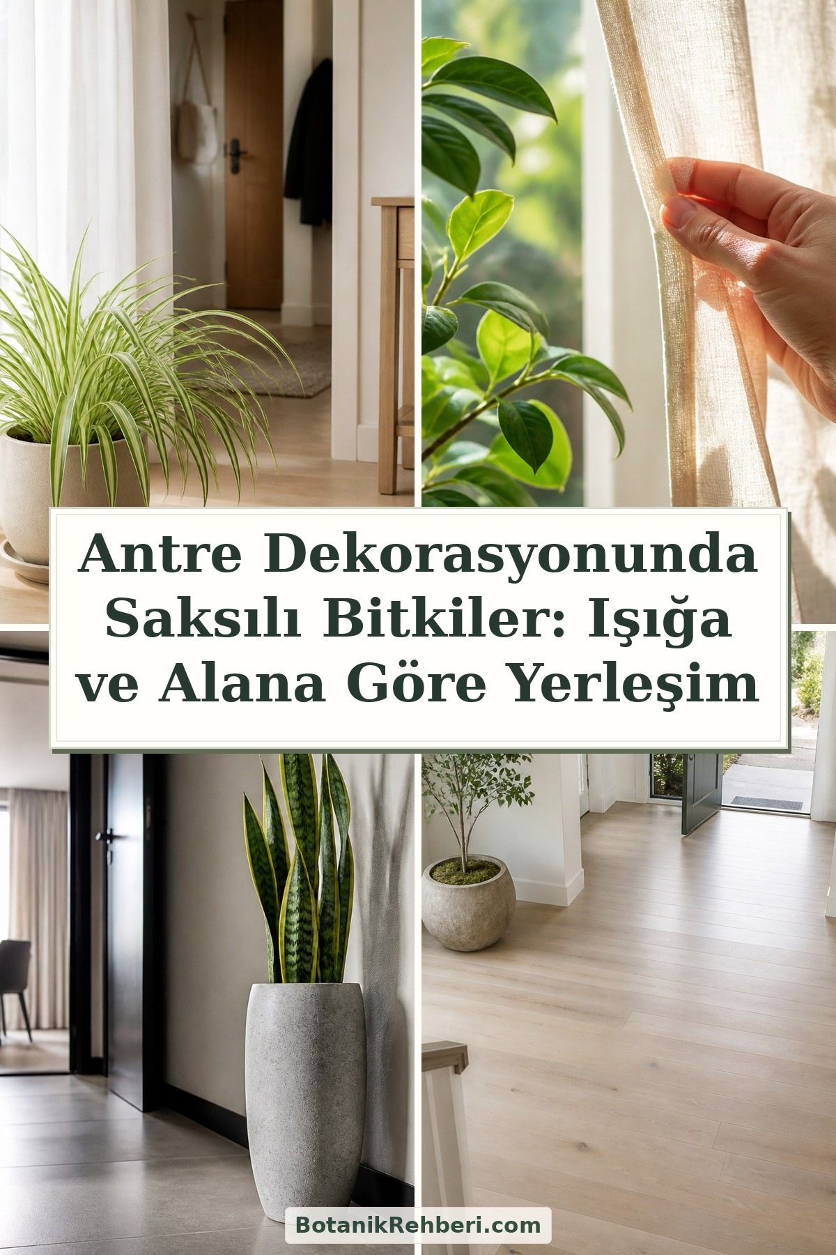 Antre Dekorasyonunda Saksılı Bitkiler: Işığa ve Alana Göre Yerleşim — dörtlü konu kapağı