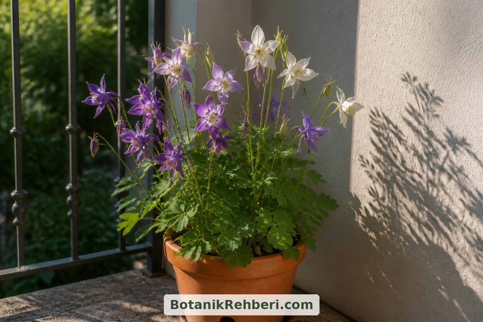 Işığı iklime göre ayarlayın: Aquilegia vulgaris ve birçok bahçe melezi için sıcak bölgelerde sabah güneşi, öğleden sonra gölge uygun olabilir. Türün, çeşidin ve bulunduğunuz yerin koşullarını birlikte değerlendirin.