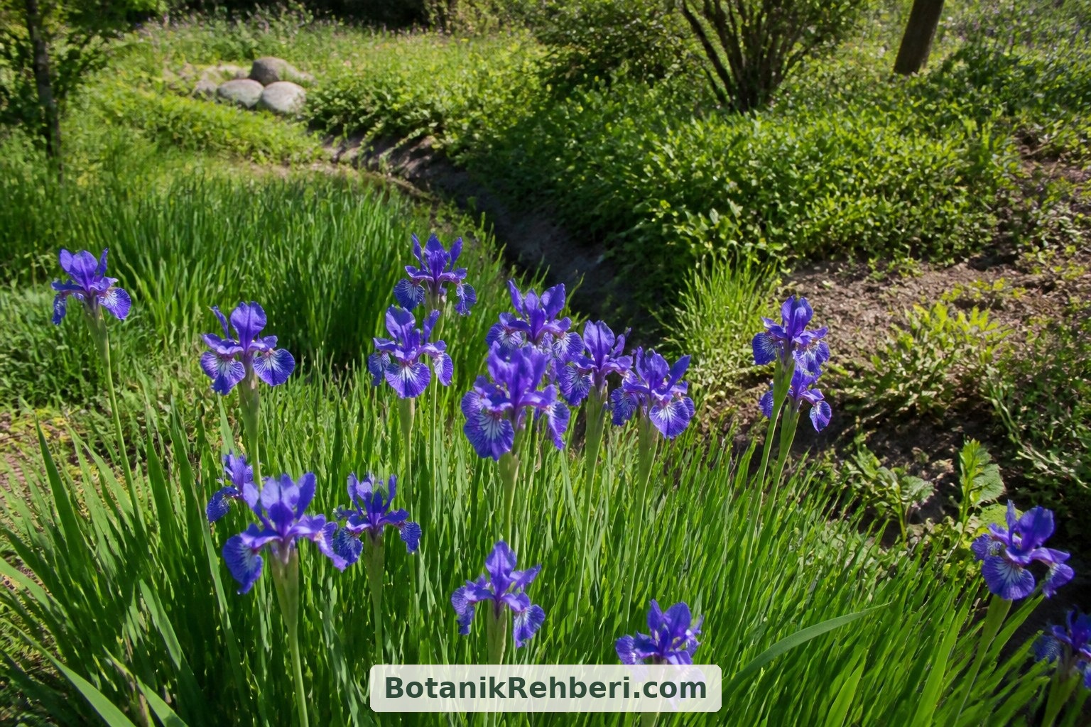 Iris sibirica, iklimin uygun olduğu güneşli veya hafif gölgeli, nemli alanlarda değerlendirilebilir. Nemli toprak isteğini, sürekli derin su altında kalmaya dayanıklılıkla karıştırmayın.
