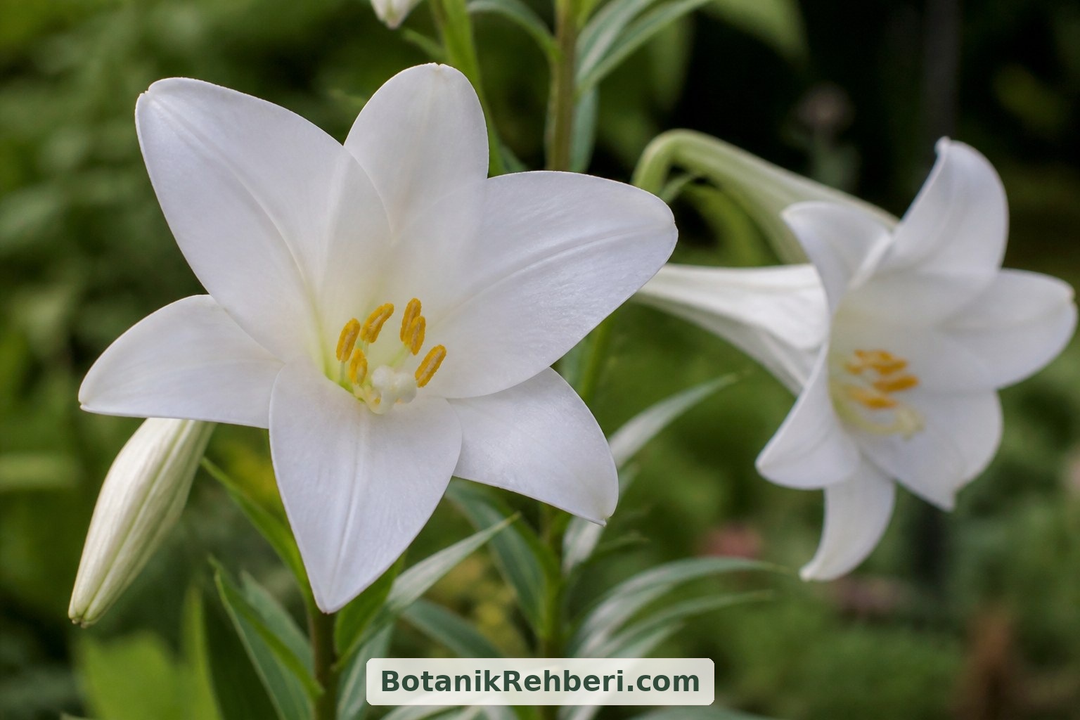 Lilium candidum’un beyaz çiçek örtüsü, belirgin başçıkları ve dar yaprakları tanıma için yararlı ipuçlarıdır. Resimlerde bu özellikler stilize edilebildiğinden, türü yalnızca renge bakarak kesinleştirmemek gerekir.