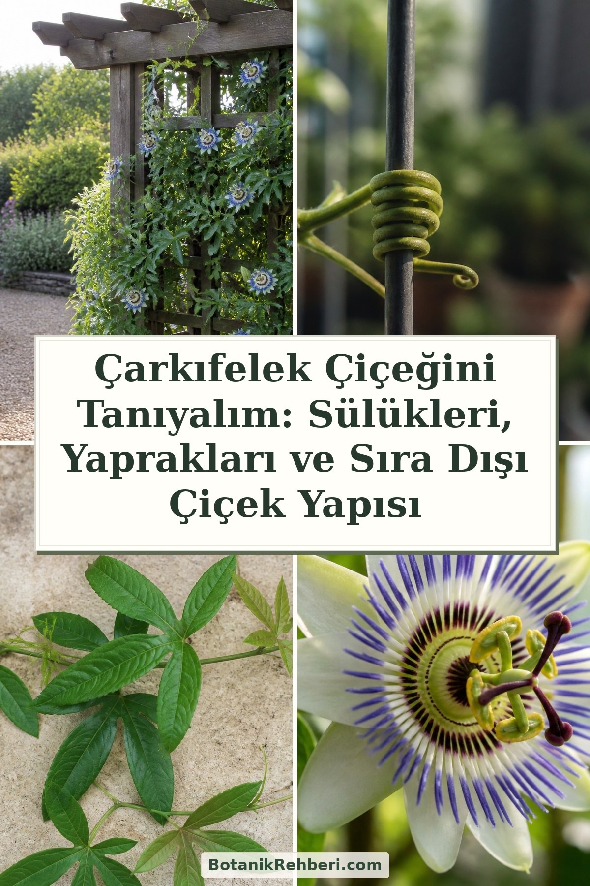 Çarkıfelek Çiçeğini Tanıyalım: Sülükleri, Yaprakları ve Sıra Dışı Çiçek Yapısı — dörtlü konu kapağı