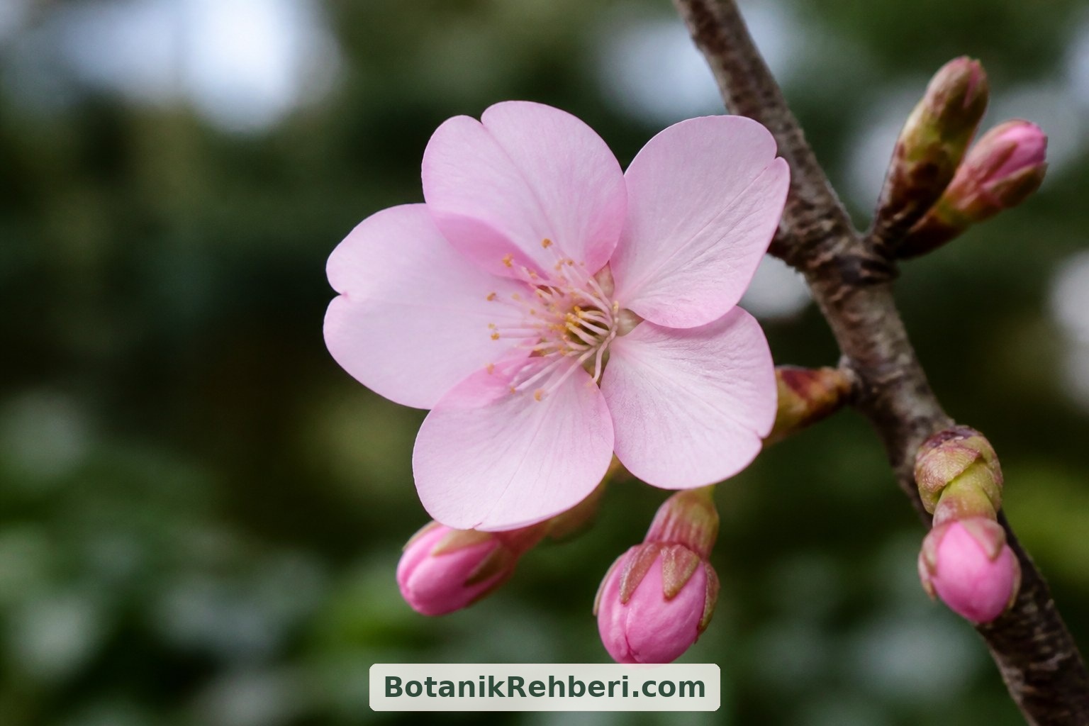 Tek bir çiçeğe yakından bakınca taç yapraklar, erkek organlar ve henüz açılmamış tomurcuklar seçilir. Sakura çeşitlerini tanımaya bu küçük ayrıntıları gözlemleyerek başlayabilirsiniz.