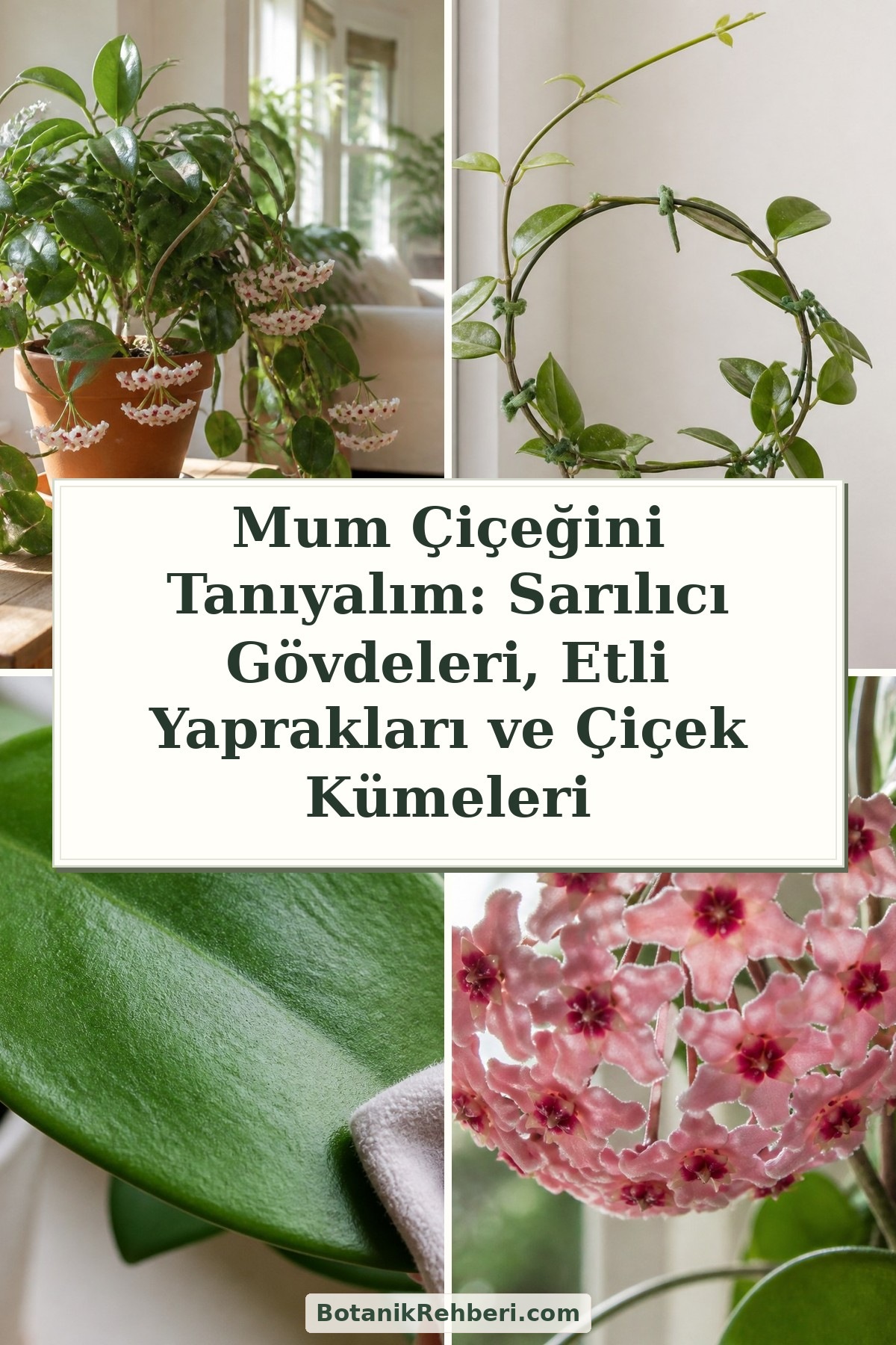 Mum Çiçeğini Tanıyalım: Sarılıcı Gövdeleri, Etli Yaprakları ve Çiçek Kümeleri — dörtlü konu kapağı