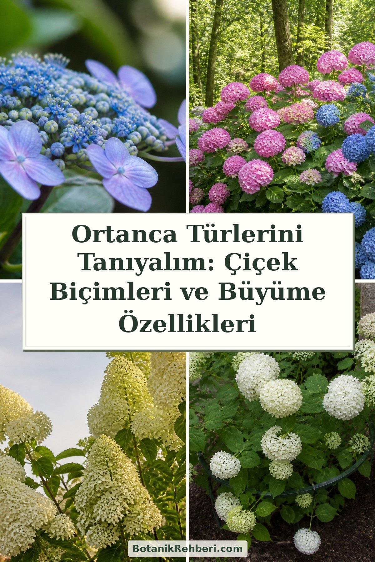 Ortanca Türlerini Tanıyalım: Çiçek Biçimleri ve Büyüme Özellikleri — dörtlü konu kapağı