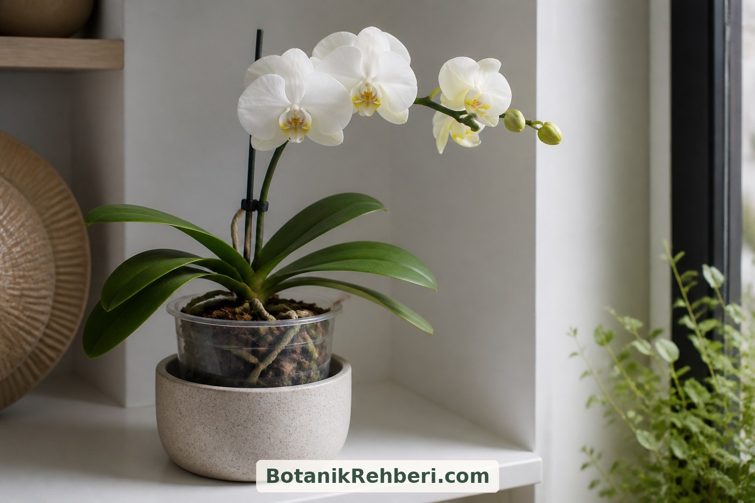 Phalaenopsis orkidesini aydınlık fakat yakıcı güneş almayan bir yere yerleştirin. Sulamadan önce yetiştirme ortamının kuruma durumunu değerlendirin; dekoratif kabın dibinde su birikmesine izin vermeyin.