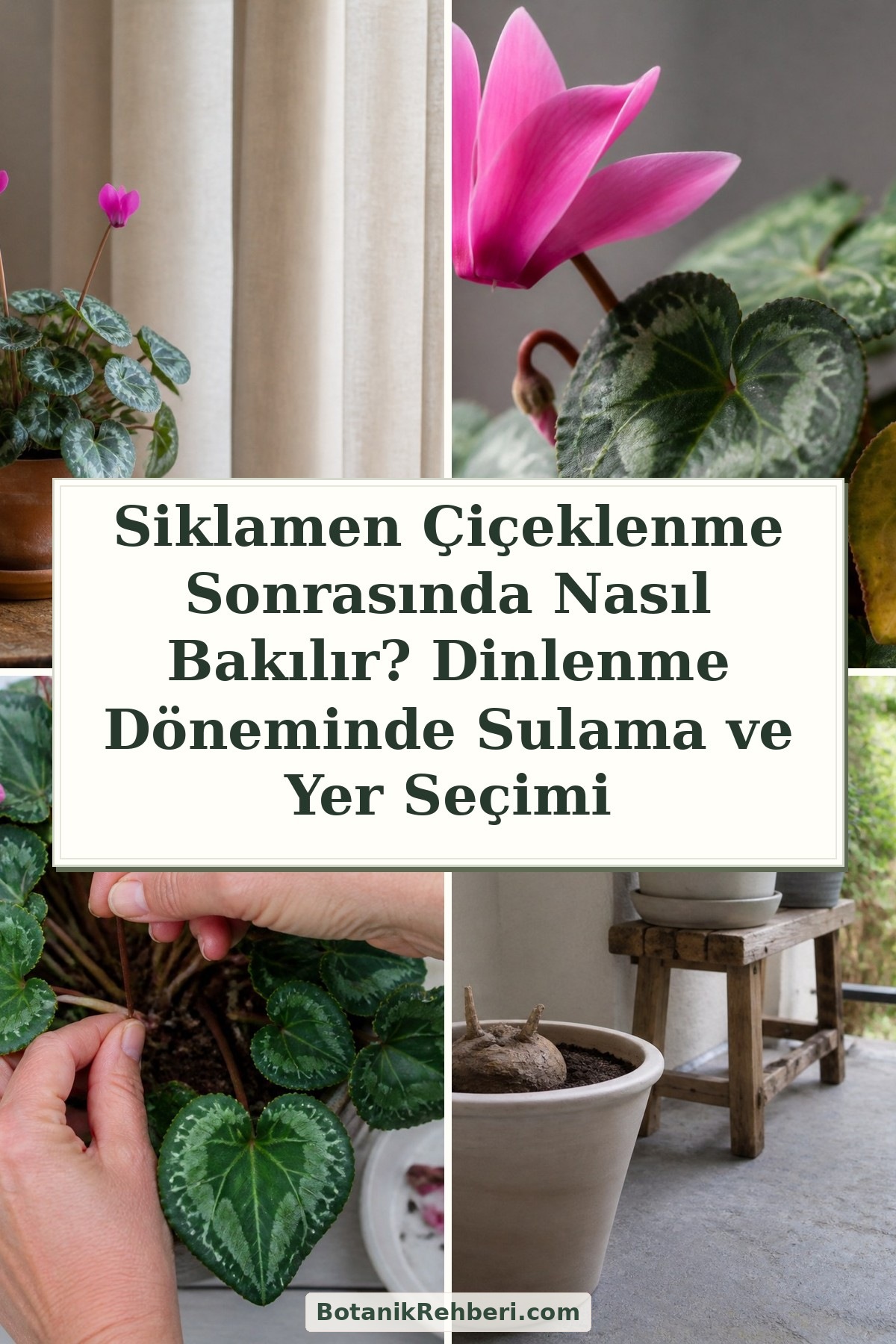 Siklamen Çiçeklenme Sonrasında Nasıl Bakılır? Dinlenme Döneminde Sulama ve Yer Seçimi — dörtlü konu kapağı