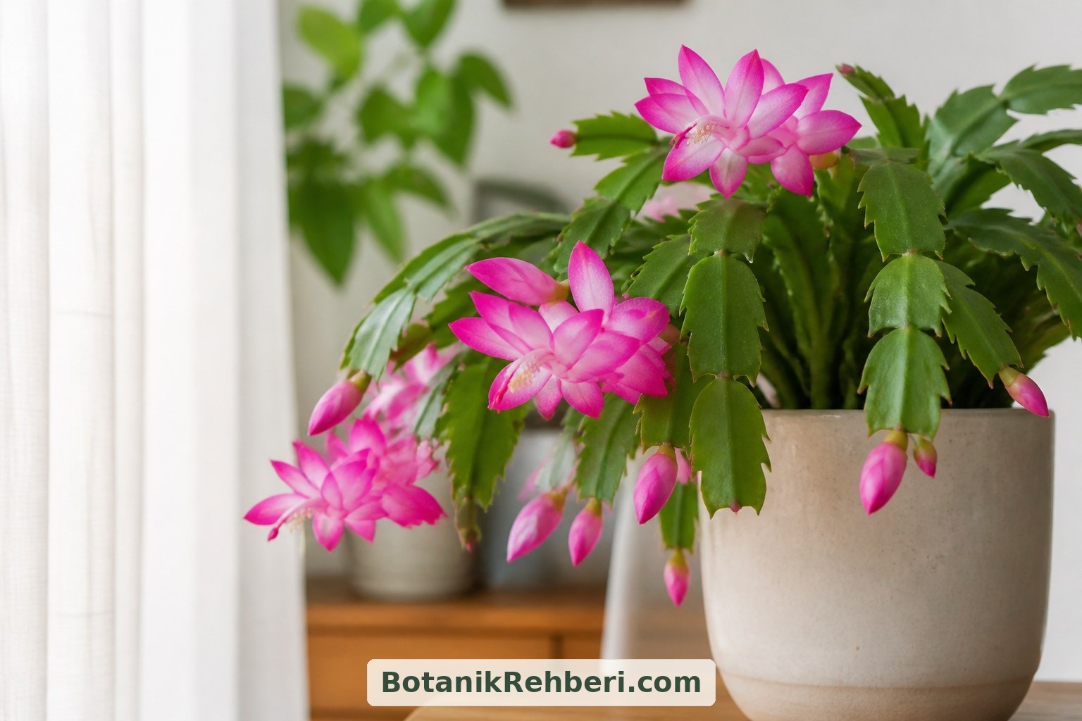 Schlumbergera bir orman kaktüsüdür. Çöl kaktüslerinden farklı olarak parlak, dolaylı ışıkta yetiştirilebilir; güçlü öğle güneşine karşı dikkatli olmak gerekir.