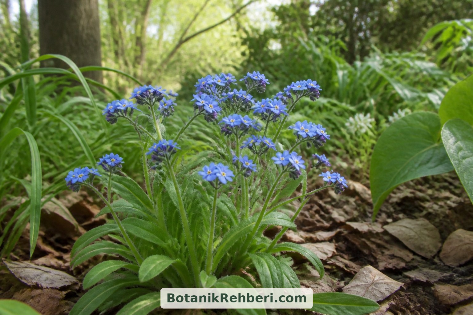 Myosotis sylvatica, serin ve hafif gölgeli bahçe köşelerinde yetiştirilebilir. Satın alırken bilimsel adını öğrenmek, su kenarlarını seven diğer türlerle karıştırılmasını önler.