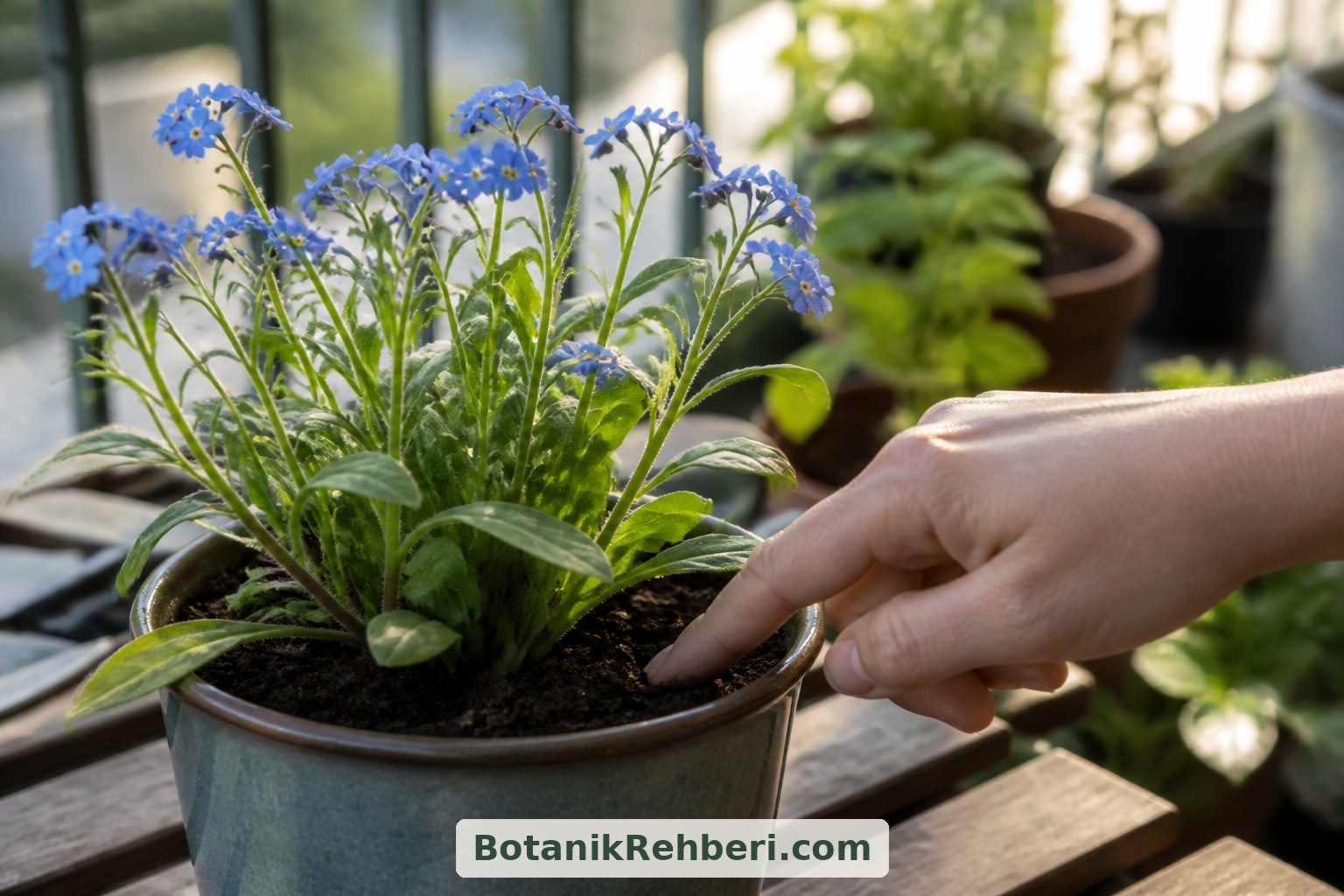 Sulamadan önce toprağın nemini kontrol edin. Myosotis sylvatica için kök bölgesini tamamen kurutmadan nemli tutmak, sabit günlerde sulamaktan daha uygun bir yaklaşımdır.