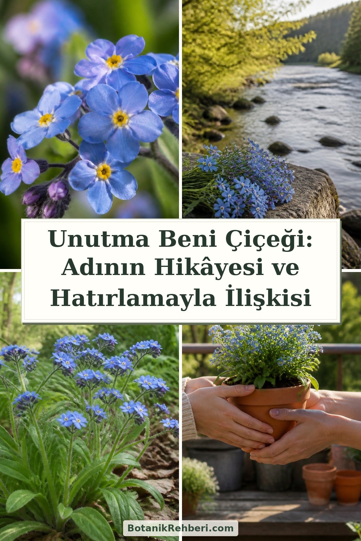 Unutma Beni Çiçeği: Adının Hikâyesi ve Hatırlamayla İlişkisi — dörtlü konu kapağı